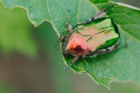 Rose chafer (Cetonia aurata)
