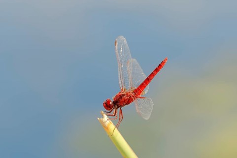 Scarlet Dragonfly (Crocothemis erythraea)