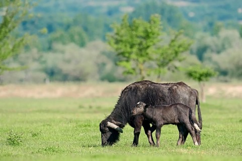 Domestic Buffalo
