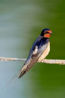 Barn Swallow (Hirundo rustica) sitting on a bulrush
