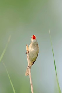 Great Reed Warbler (Acrocephalus arundinaceus)