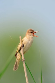 Great Reed Warbler (Acrocephalus arundinaceus)