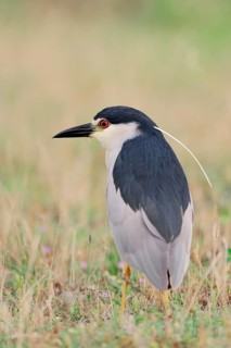 Black-crowned Night Heron (Nycticorax nycticorax)