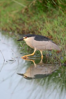 Black-crowned Night Heron (Nycticorax nycticorax)