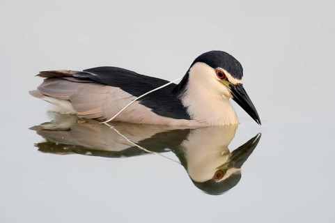 Black-crowned Night Heron (Nycticorax nycticorax)