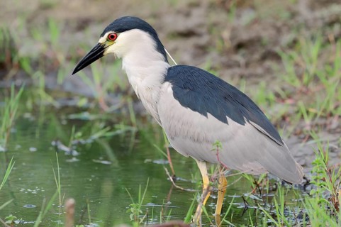 Black-crowned Night Heron (Nycticorax nycticorax)