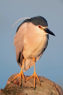 Black-crowned Night Heron (Nycticorax nycticorax)