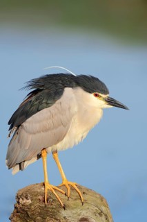 Black-crowned Night Heron (Nycticorax nycticorax)