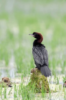 Pygmy Cormorant (Phalacrocorax pygmaeus)