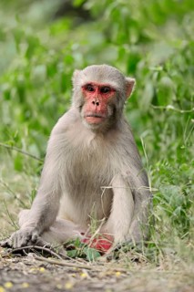 Rhesus Macaque or Rhesus Monkey (Macaca mulatta)