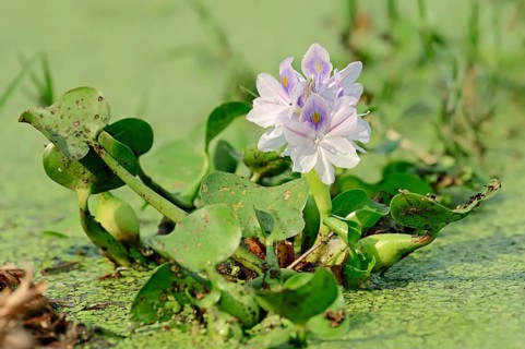 Common Water Hyacinth (Eichhornia crassipes)