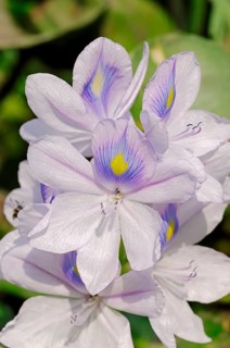 Common Water Hyacinth (Eichhornia crassipes)