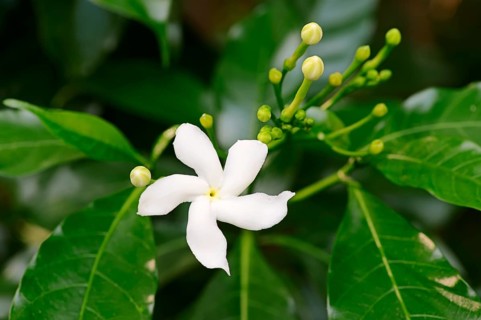 Crape Jasmine (Tabernaemontana divaricata)