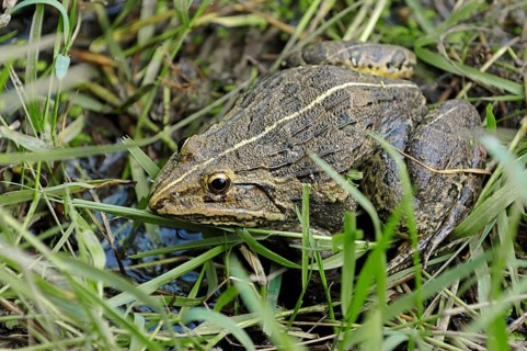 ndus Valley Bullfrog or Indian Bullfrog (Hoplobatrachus tigerinus)