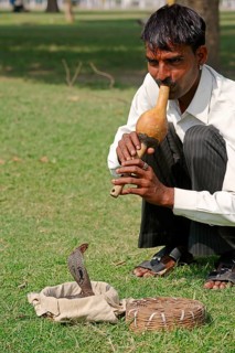 Snake charmer with an Indian Cobra