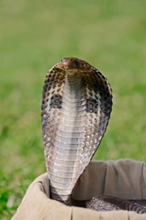 Indian Cobra