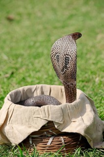 Indian Cobra