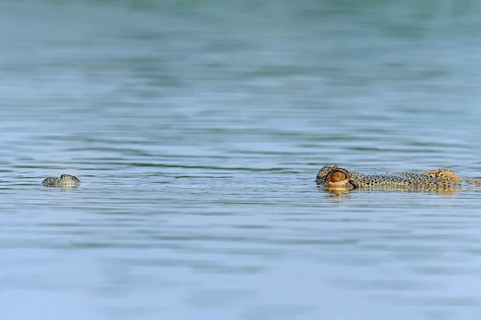 Indian Gharial
