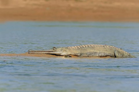 Indian Gharial