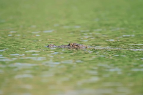Mugger Crocodile or Indian Marsh Crocodile (Crocodylus palustris) swimming in water
