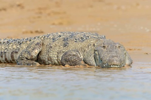 Mugger Crocodile or Indian Marsh Crocodile (Crocodylus palustris) lying on the shore
