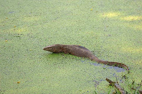 Bengal Monitor Lizard