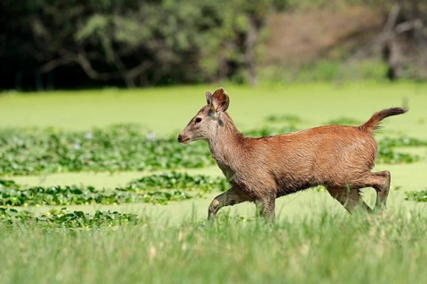 Sambar or Sambar Deer (Cervus unicolor)