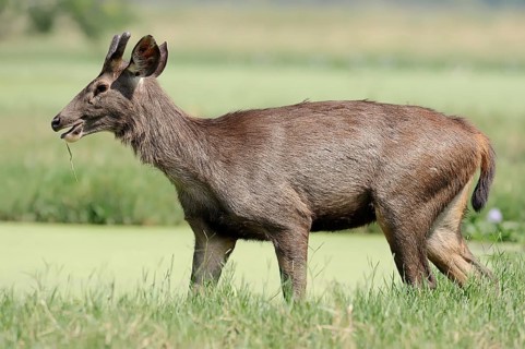 Sambar or Sambar Deer (Cervus unicolor)