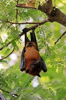 Indian Flying Fox or Greater Indian Fruit Bat (Pteropus giganteus)