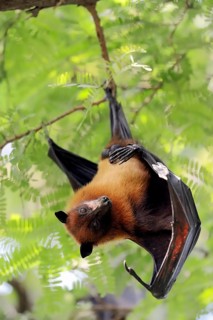 Indian Flying Fox or Greater Indian Fruit Bat (Pteropus giganteus)