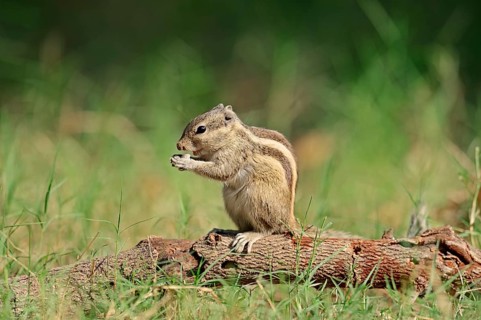 Northern Palm Squirrel or Five-striped Palm Squirrel (Funambulus pennantii)