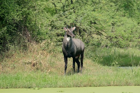 Nilgai or Nilgau antelope (Boselaphus tragocamelus)