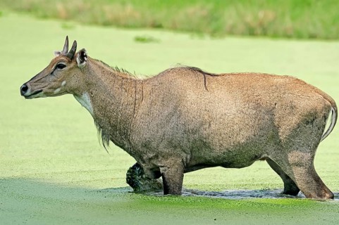 Nilgai or Nilgau antelope (Boselaphus tragocamelus)