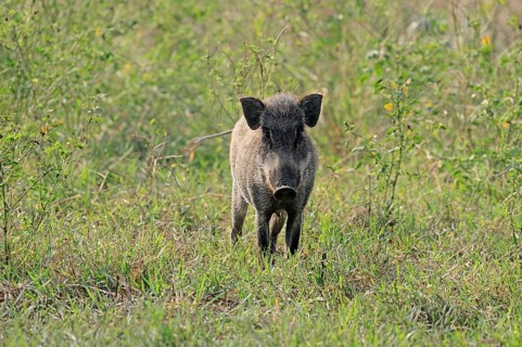 Indian Wild Boar (Sus scrofa cristatus)