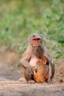 Rhesus Macaque or Rhesus Monkey (Macaca mulatta)