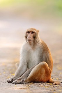 Rhesus Macaque or Rhesus Monkey (Macaca mulatta)