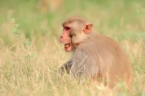Rhesus Macaque or Rhesus Monkey (Macaca mulatta)