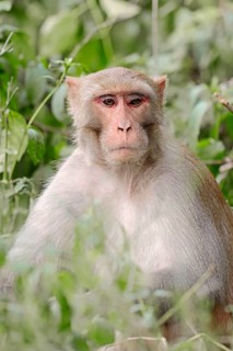 Rhesus Macaque or Rhesus Monkey (Macaca mulatta)