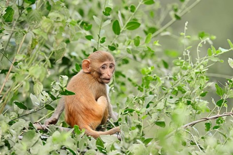 Rhesus Macaque or Rhesus Monkey (Macaca mulatta)