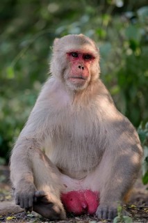 Rhesus Macaque or Rhesus Monkey (Macaca mulatta)