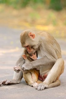 Rhesus Macaque or Rhesus Monkey (Macaca mulatta)