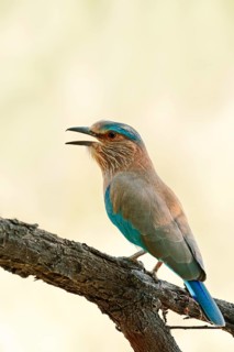 Indian Roller or Blue Jay (Coracias benghalensis)