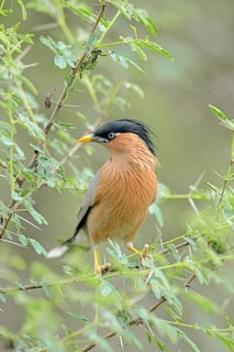 Brahminy Myna or Brahminy Starling (Sturnus pagodarum)