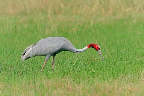 Sarus Crane (Grus antigone) foraging for food