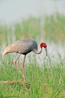 Sarus Crane (Grus antigone) at the nest