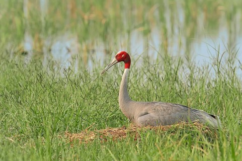 Sarus Crane (Grus antigone)