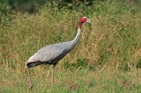 Sarus Crane (Grus antigone)