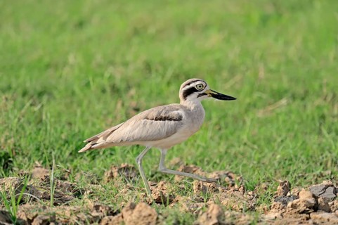 Great Stone-curlew or Great Thick-knee (Esacus recurvirostris