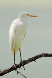 Cattle Egret (Bubulcus ibis)