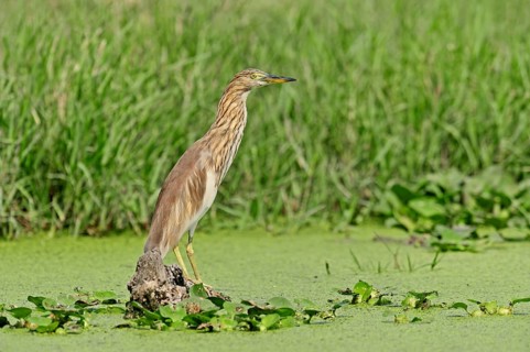 Indian Pond Heron or Paddybird (Ardeola grayii)